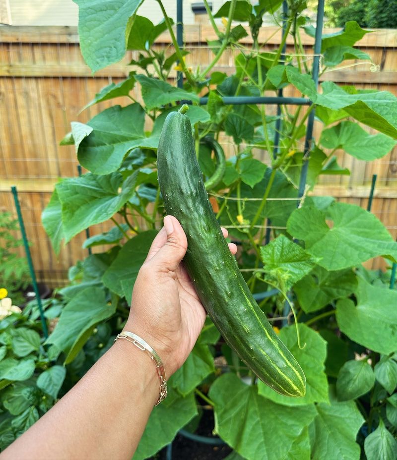 Cucumbers