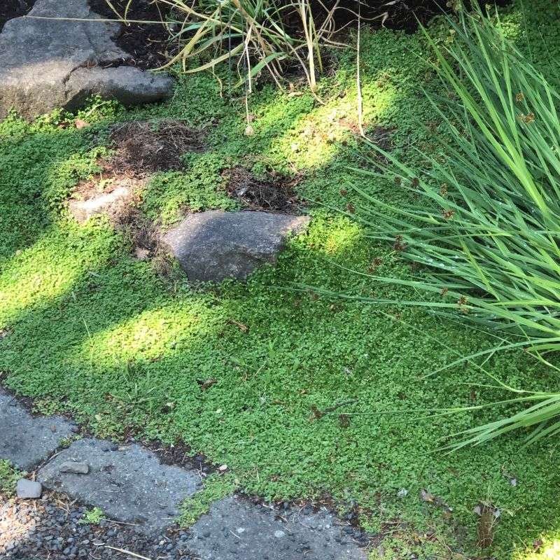 Corsican Mint (Mentha requienii)