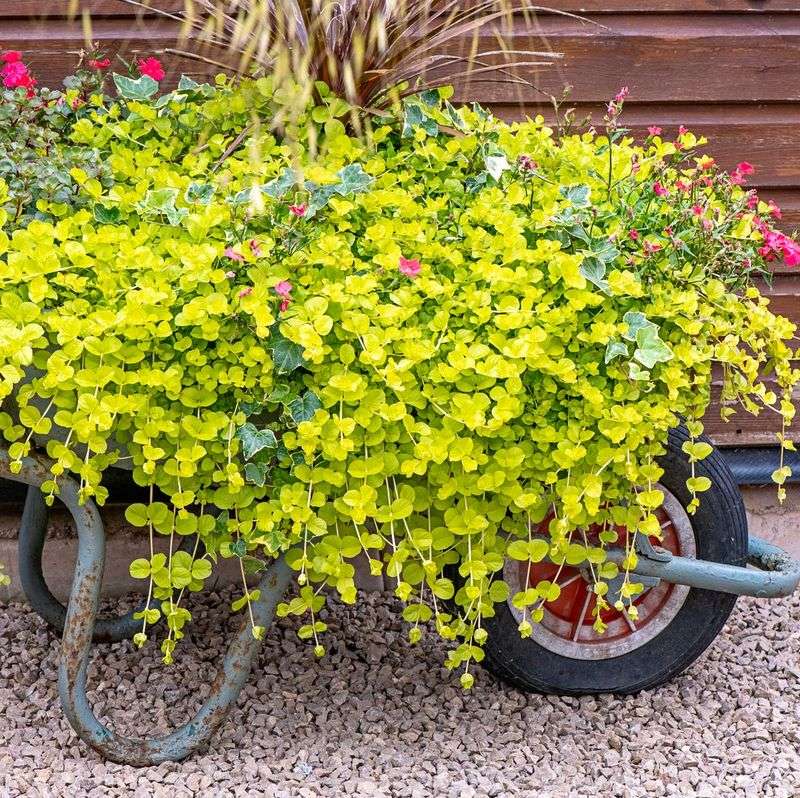 Creeping Jenny (Lysimachia)