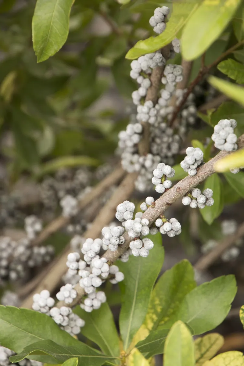 Coastal Bayberry Struggles Outside Mild Coastal Climates