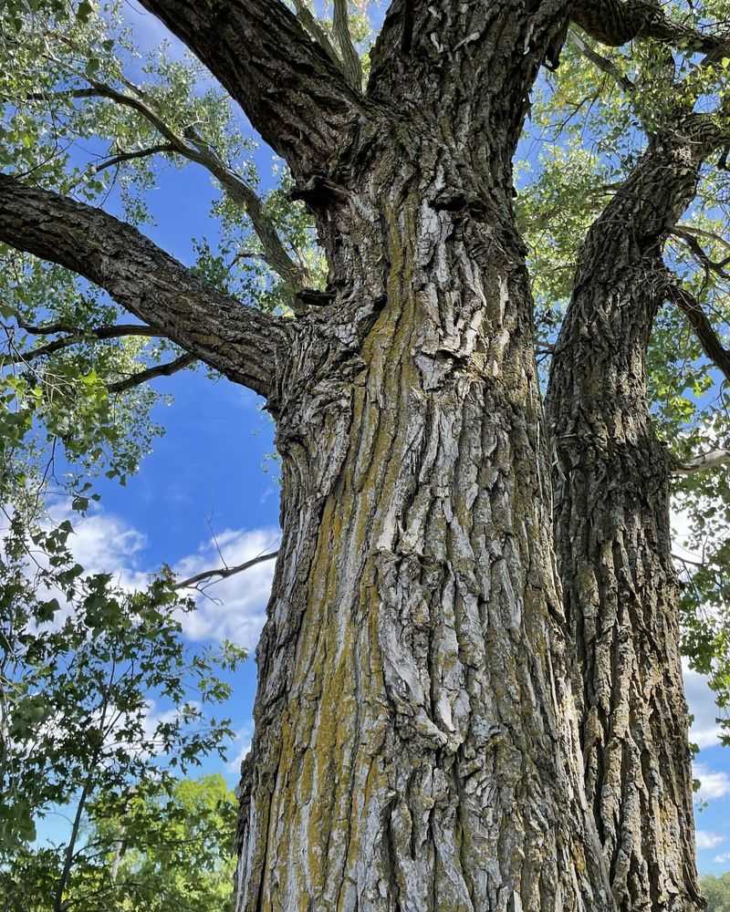 Cottonwood (Populus Species)