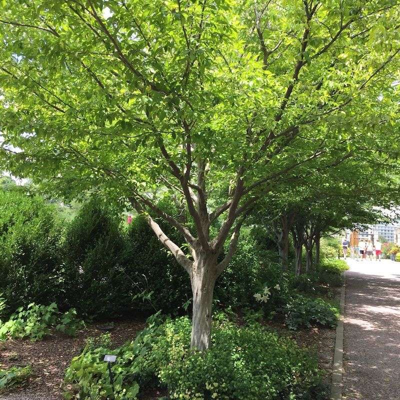 Siberian Elm (Ulmus Pumila)