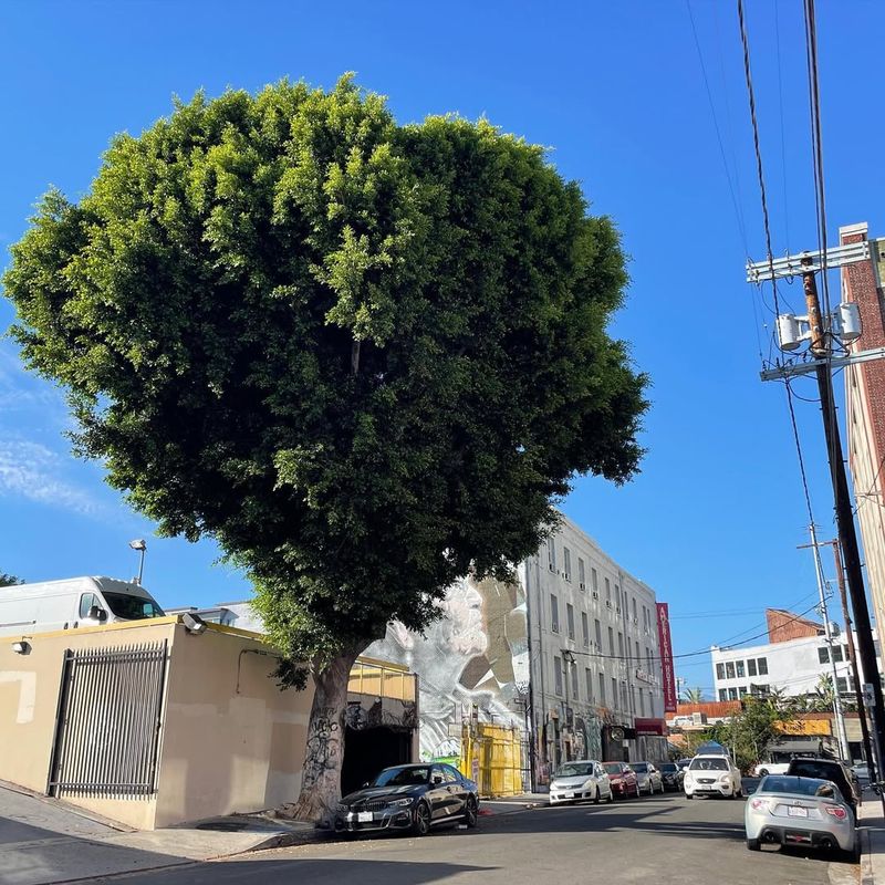 Indian Laurel Fig (Ficus Microcarpa / Ficus Nitida)