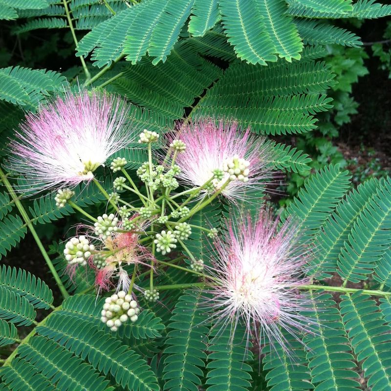Mimosa Tree