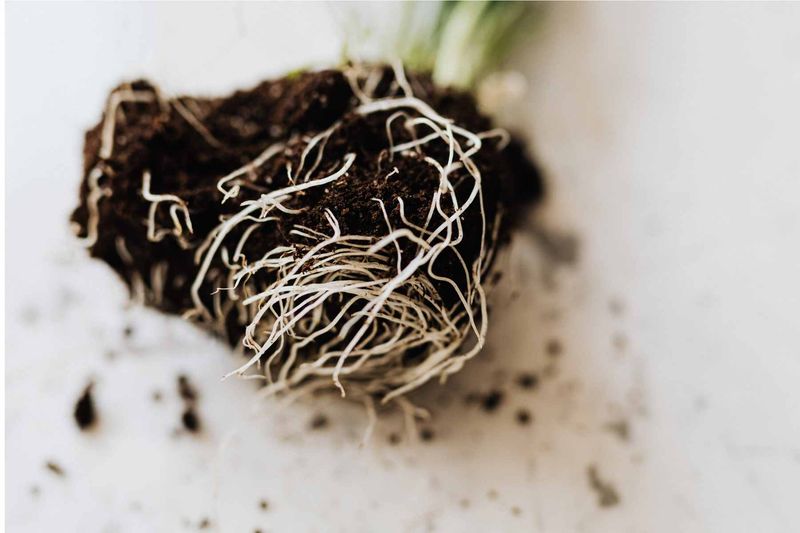 Roots Showing White Tips