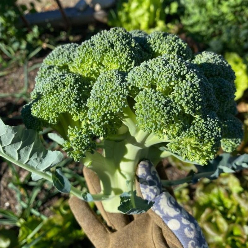 Broccoli