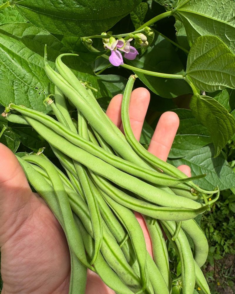 Bush Beans