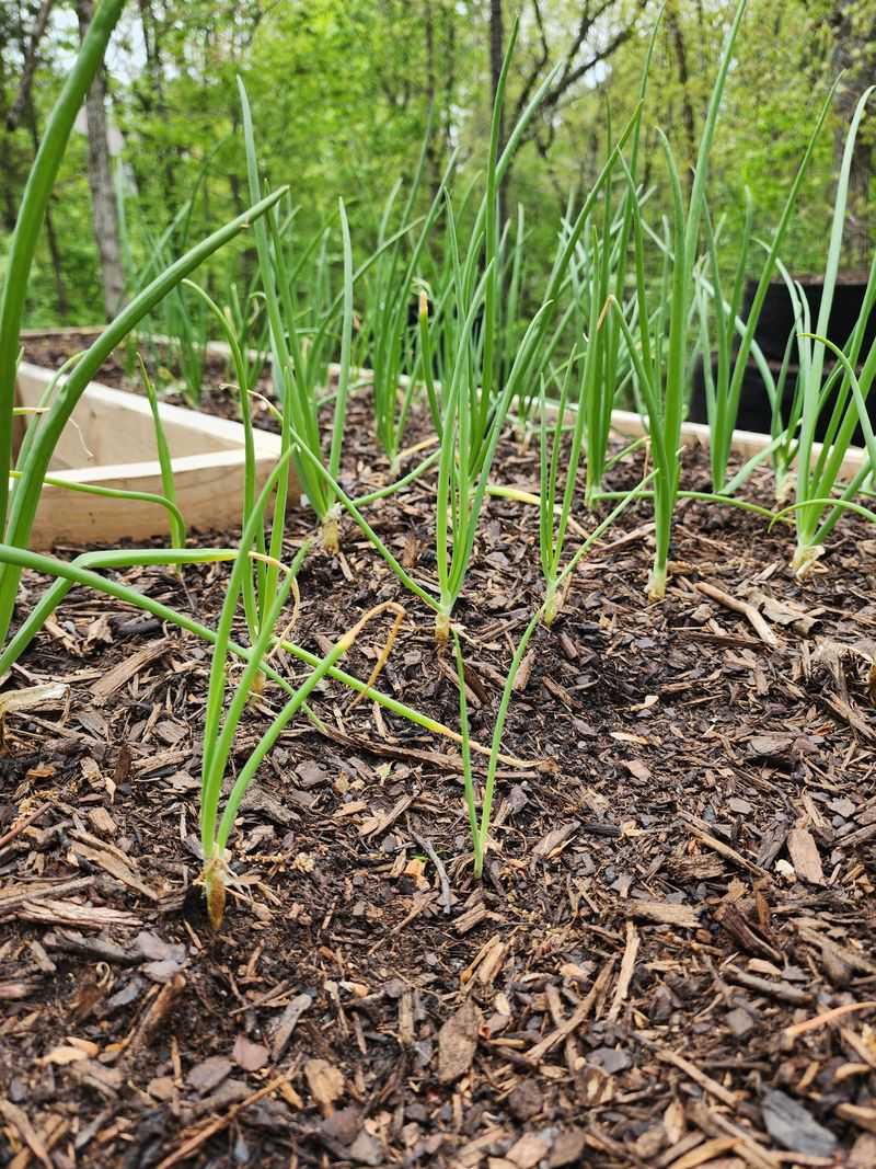 Onions (Including Green Onions)