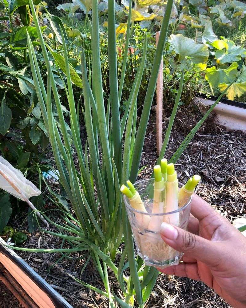 Green Onions (Scallions)