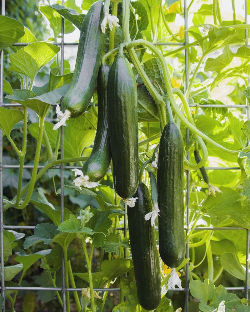 Cucumbers (Trellised)