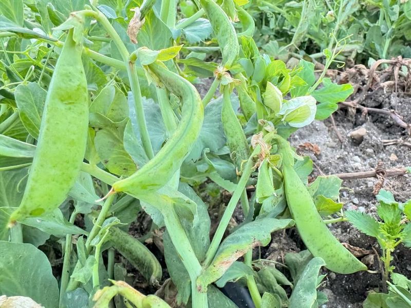 Peas (Snap And Snow Types)