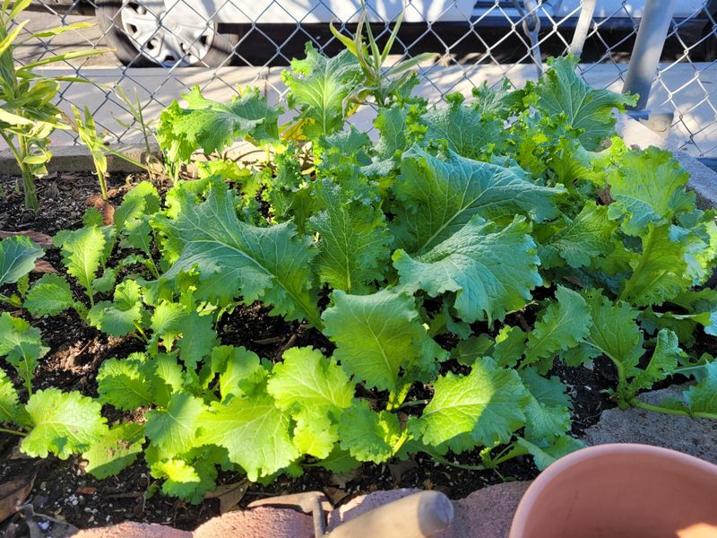 Mustard Greens