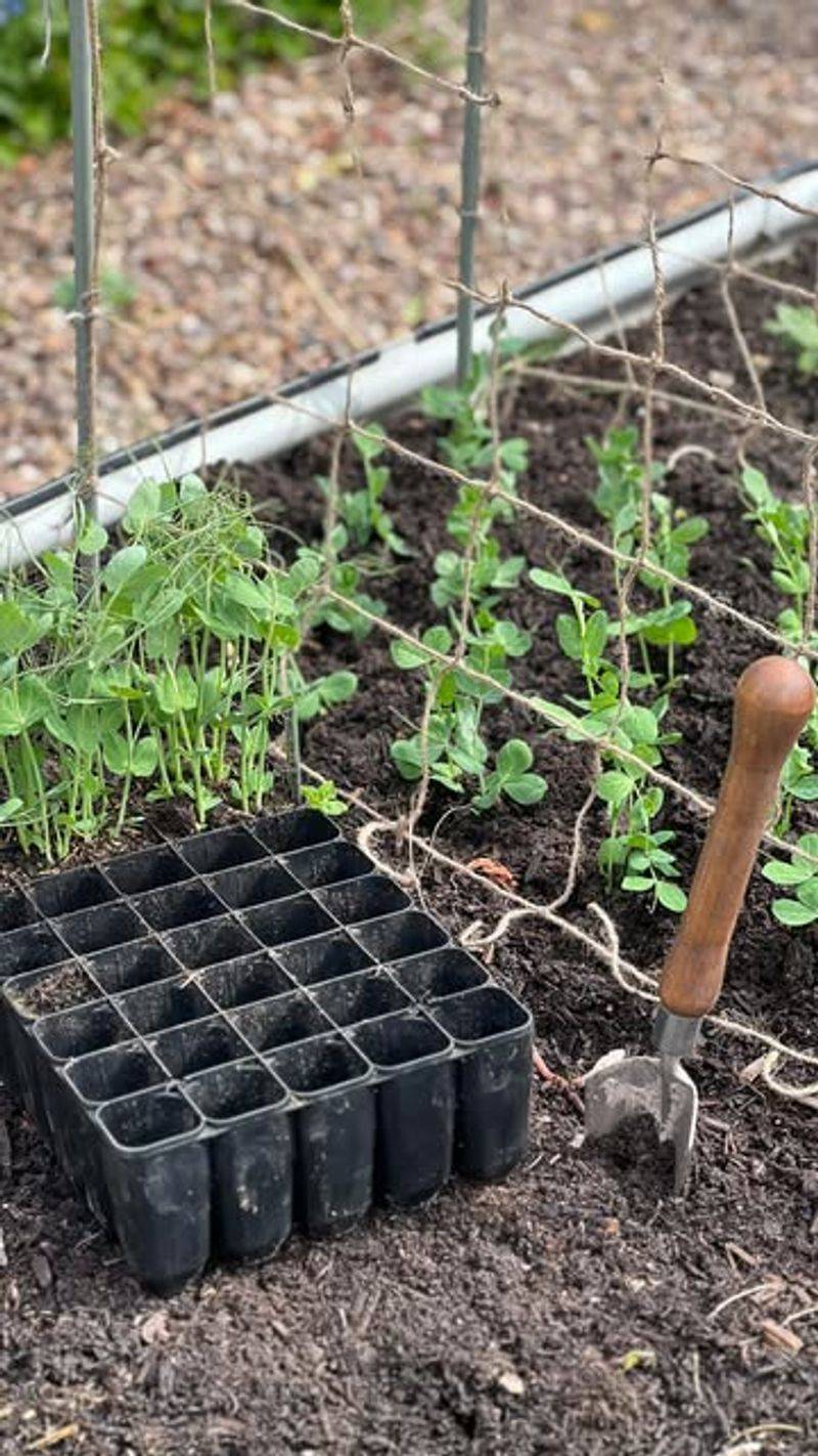 Peas For Early Trellis Crops