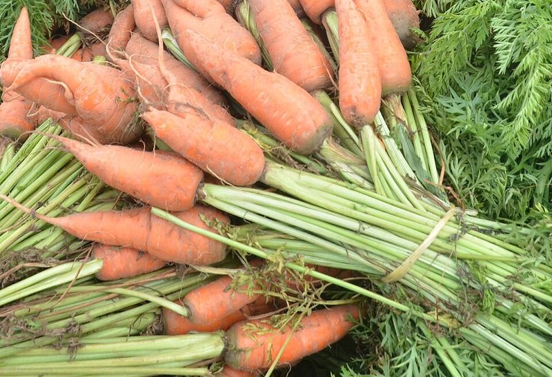 Carrots Take Advantage Of Cool Soil In January