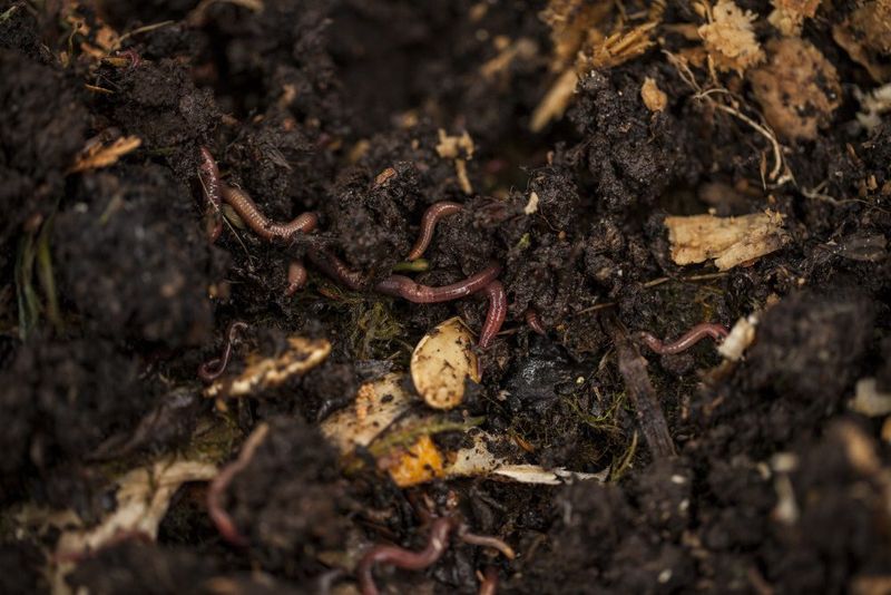 Improve Drainage With Compost, Not Chemicals
