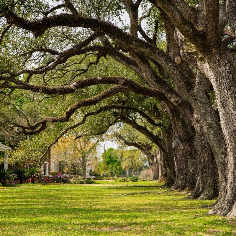 Trees Located In Historic Districts