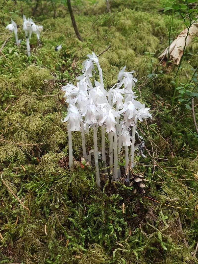 Undisturbed Forest Floors