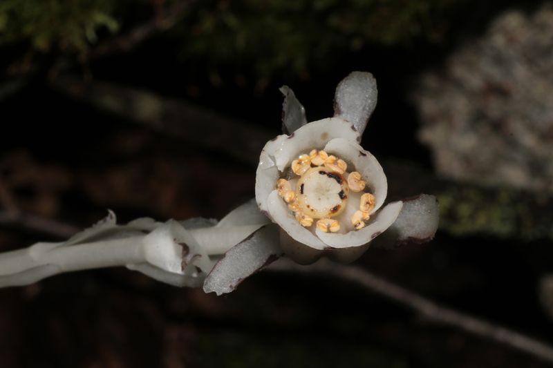 Low Light Adaptation