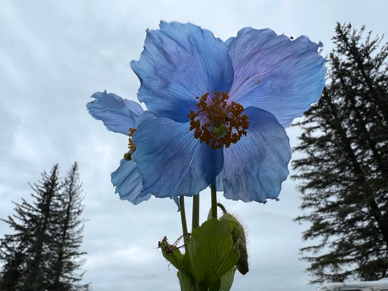 Meconopsis Betonicifolia (Himalayan Blue Poppy)