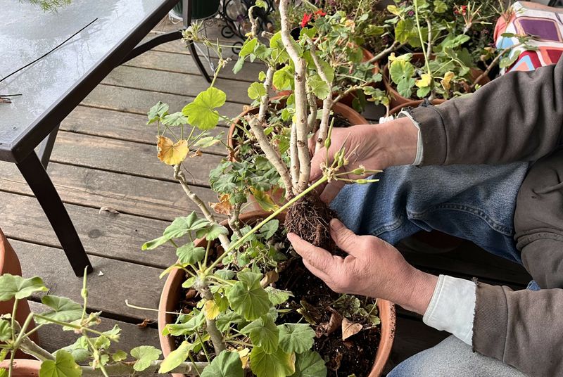 Overwinter In An Unheated Garage Or Shed