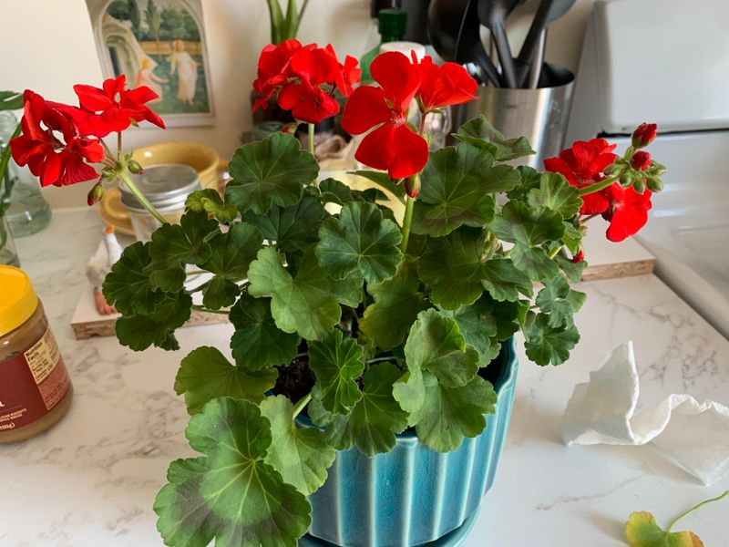 Use Grow Lights for Extra Brightness