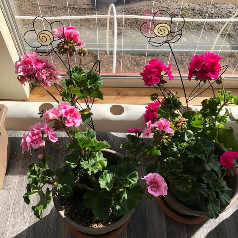 Keeping Geraniums in a Bright, Unheated Sunroom