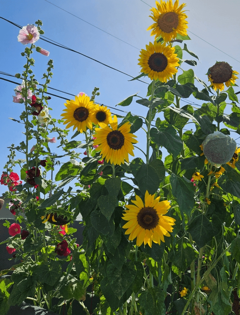 Flowering Or Blooming Patterns Reveal Light Preferences