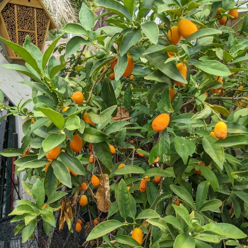 Kumquat