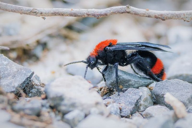 Velvet Ant