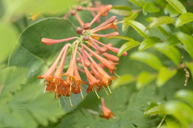 Honeysuckle