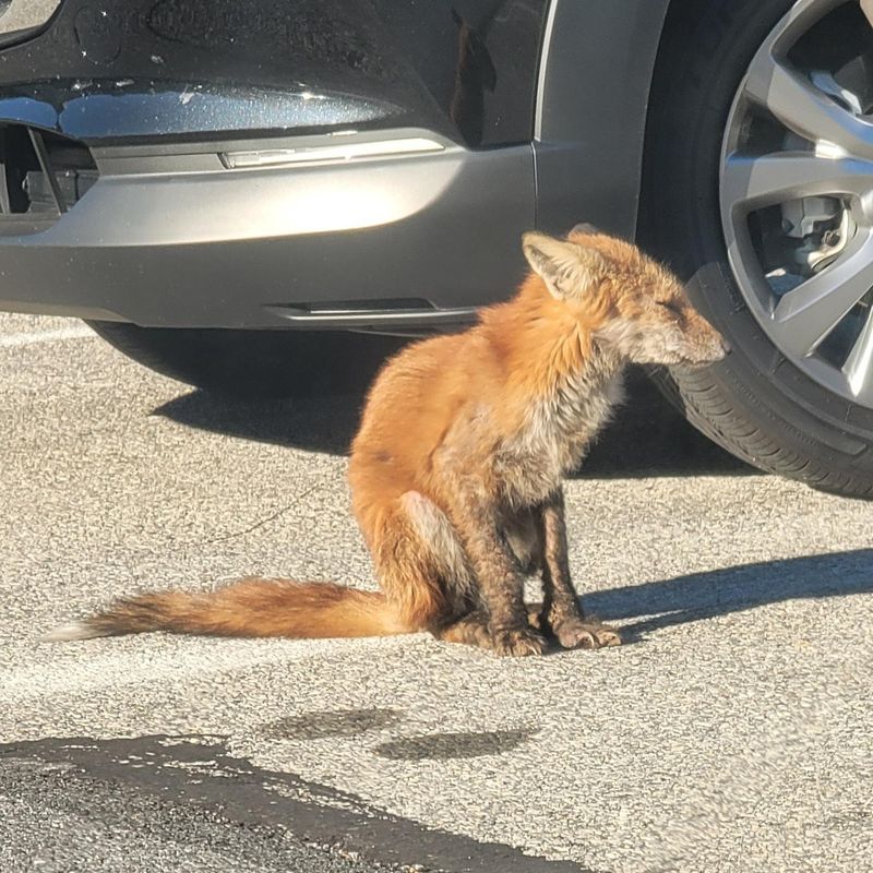 Contact Local Wildlife Authorities If Behavior Seems Unusual