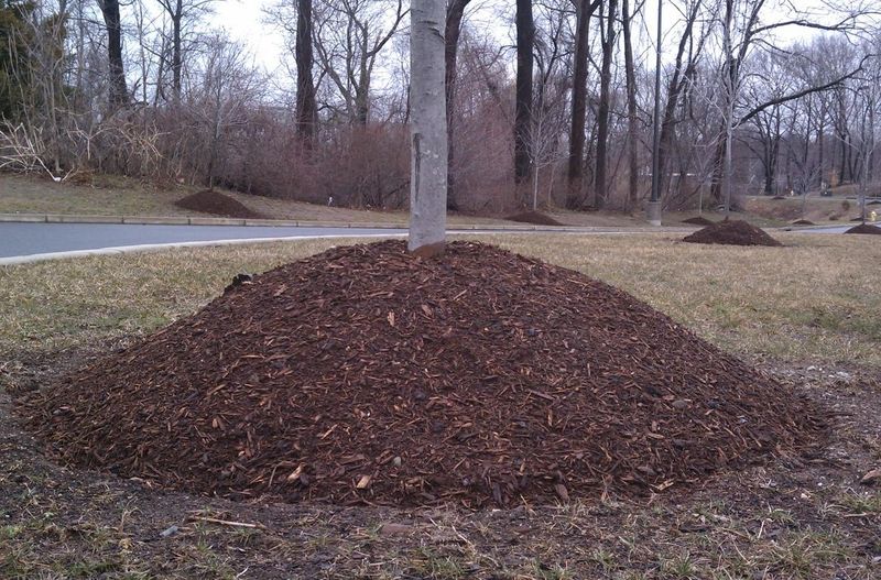 Common Homeowner Mulch Mistakes That Waste Time And Money