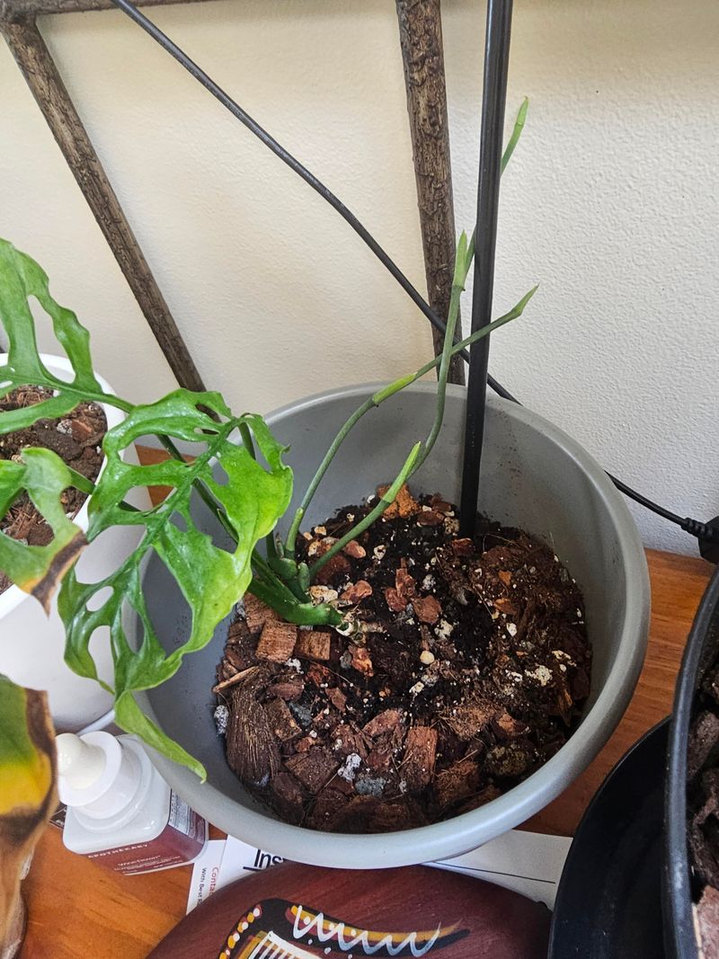 Soil And Potting Mix That Prevent Root Rot