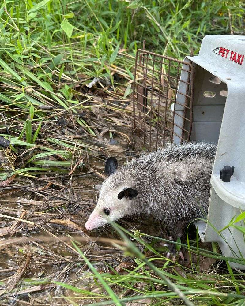 Humane Removal Methods That Actually Work