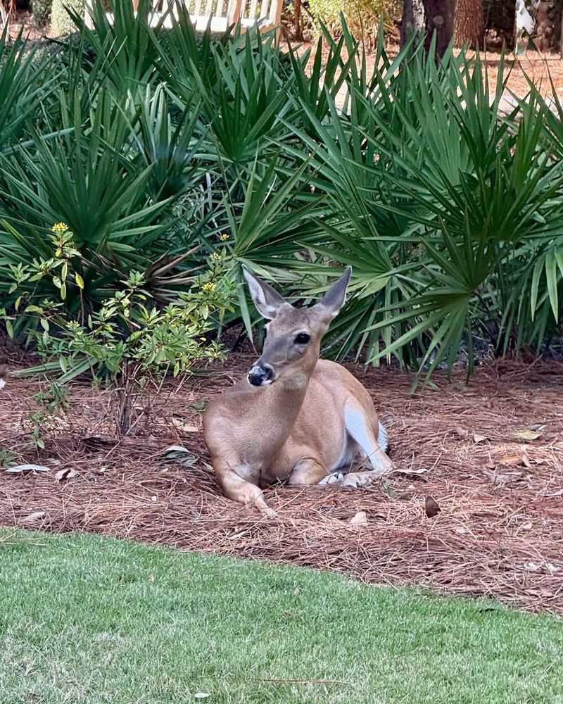 Garden Smell And Accessibility