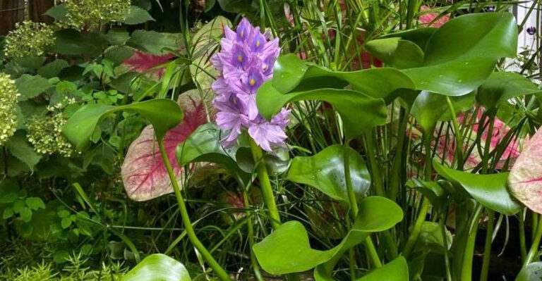 backyard crop flower