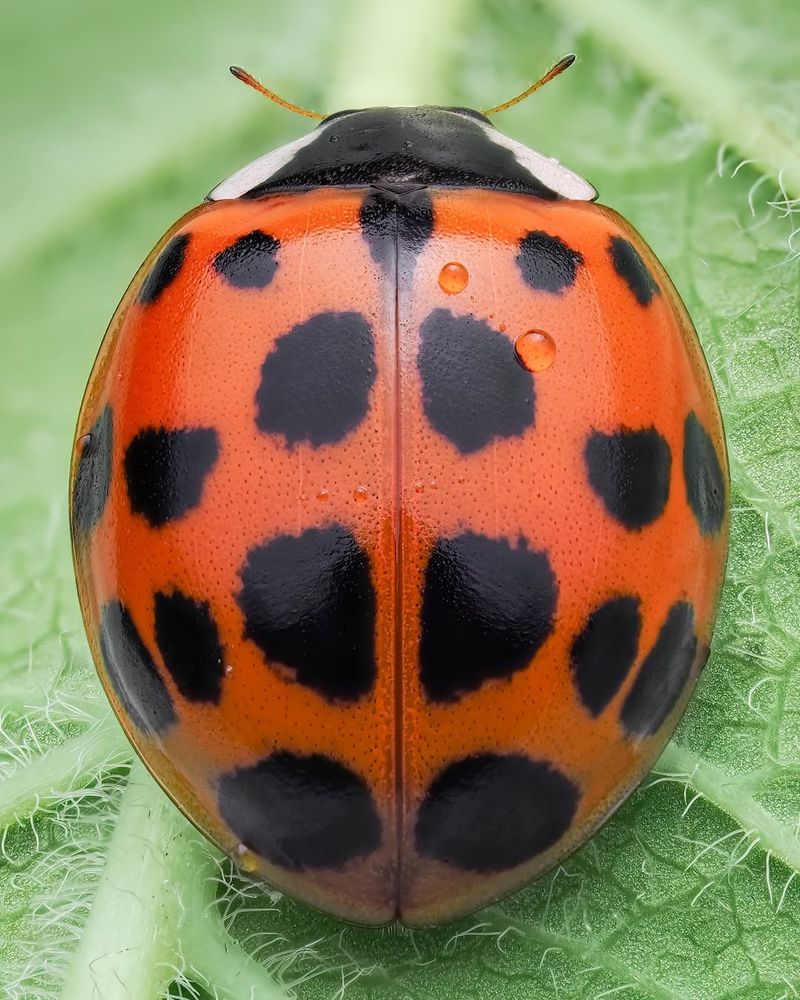 Asian Lady Beetles Look Different From Native Ladybugs