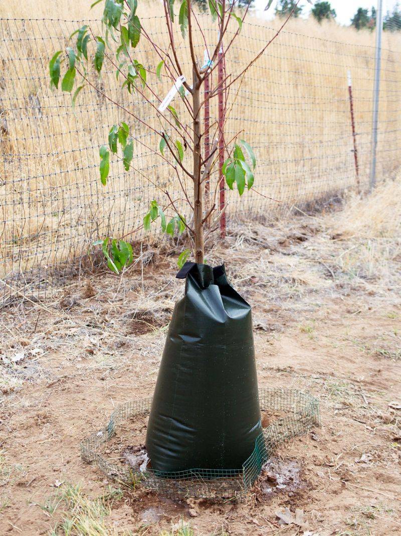 Protect Young Trees And Shrubs From Temperature Swings