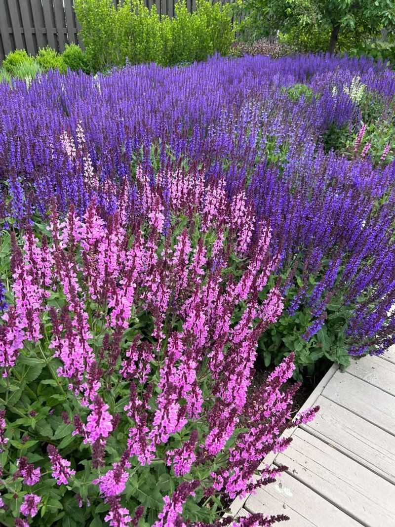 Divide And Transplant Perennials