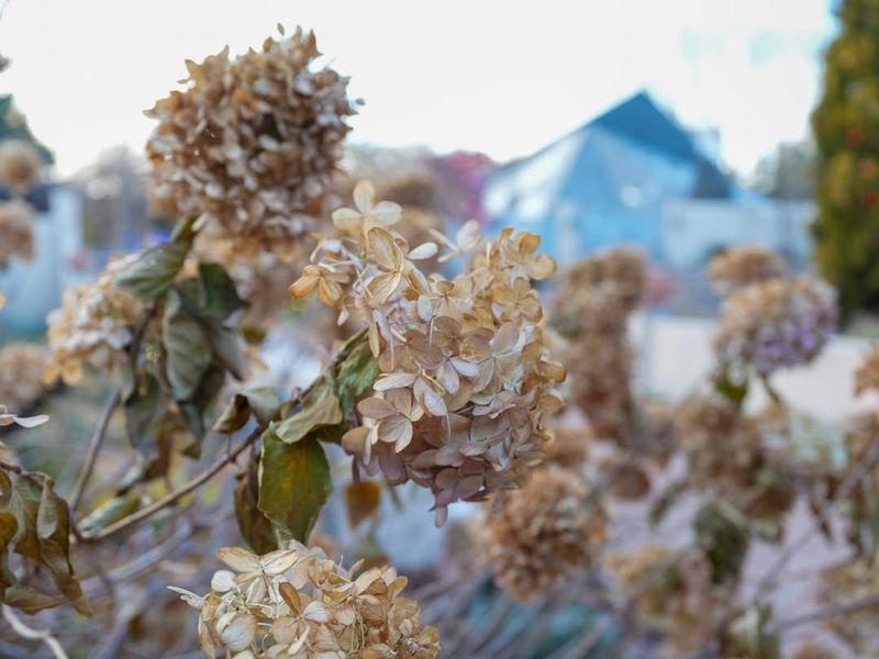 Inspect For Pests And Disease Before Spring