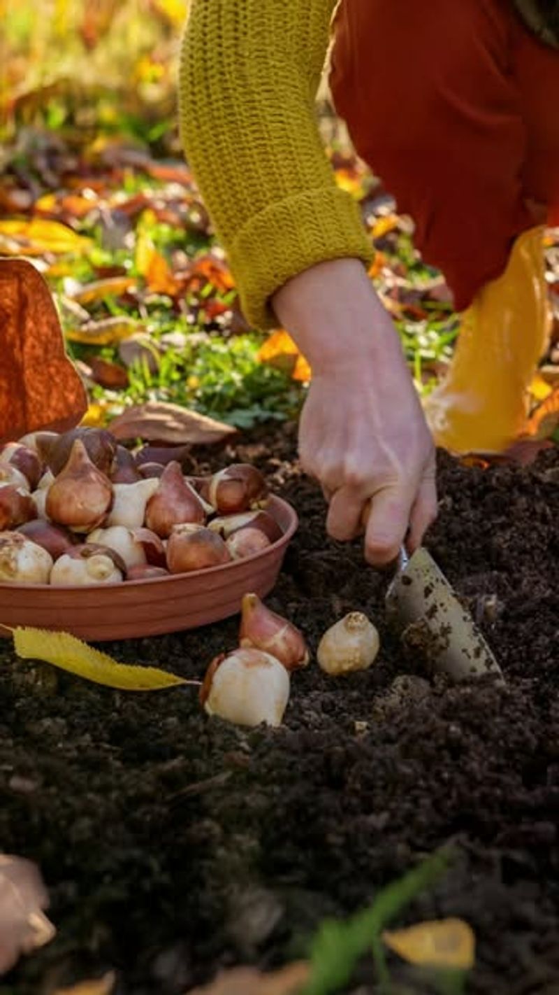Plant Spring-Blooming Bulbs During The Fall Window