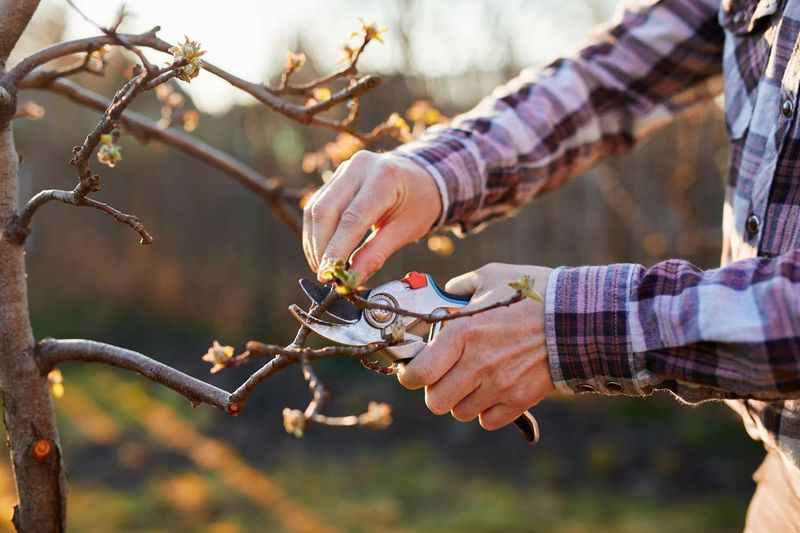Prune Dormant Fruit Trees For Better Spring Harvests