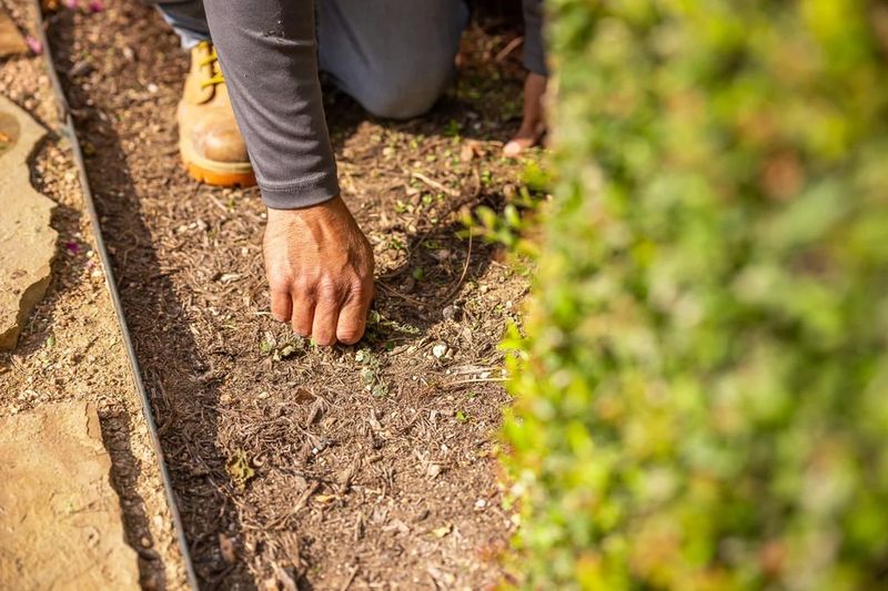 Observe Early Weeds Starting To Sprout
