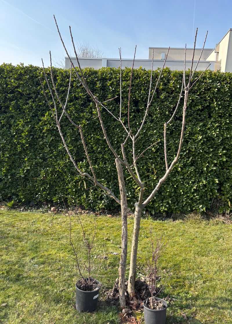 Prune Dormant Trees and Shrubs