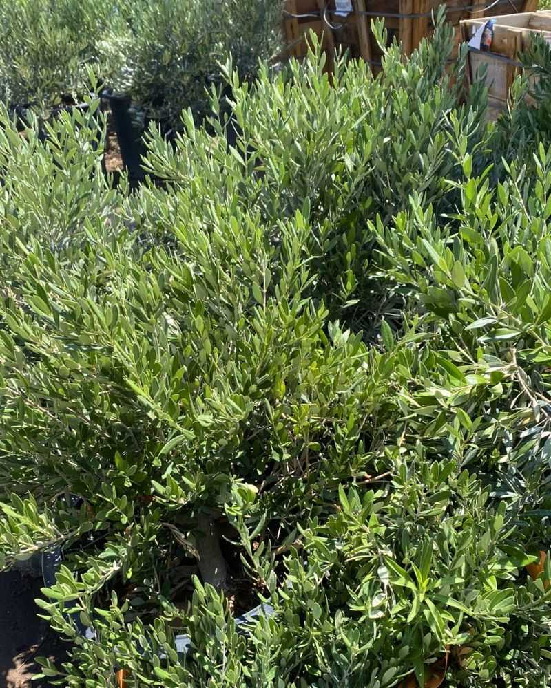 Dwarf Olive (Olea Europaea 'Little Ollie')