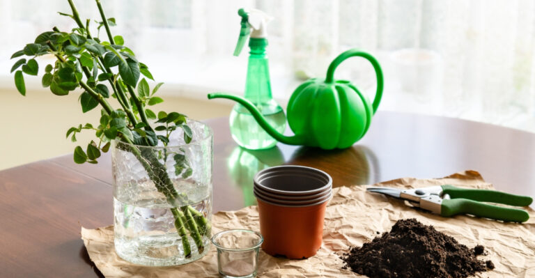 rose cuttings (featured image)