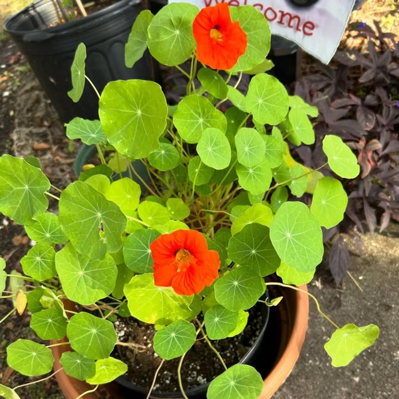 Nasturtiums