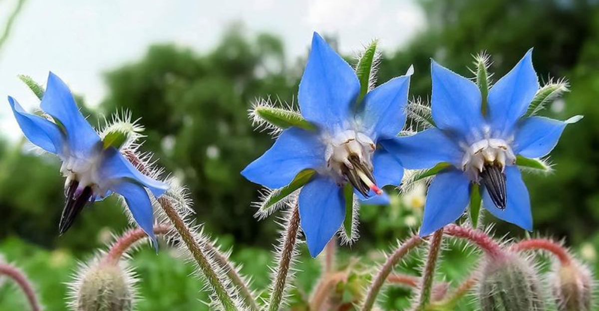 borage