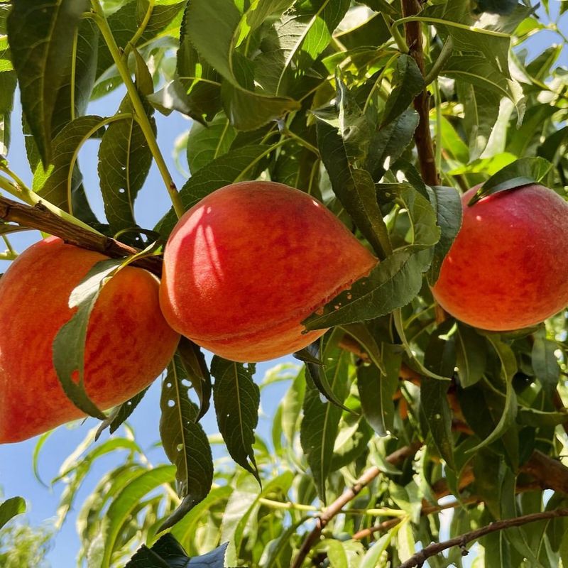 Start With Peach Varieties That Handle Texas Heat