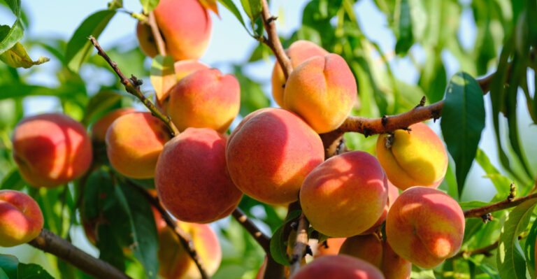 peach tree (featured image)